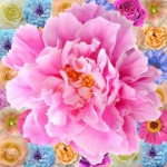 Декор Цветы 200х200 - изображение 1