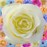 Декор Цветы 200х200 - изображение 5